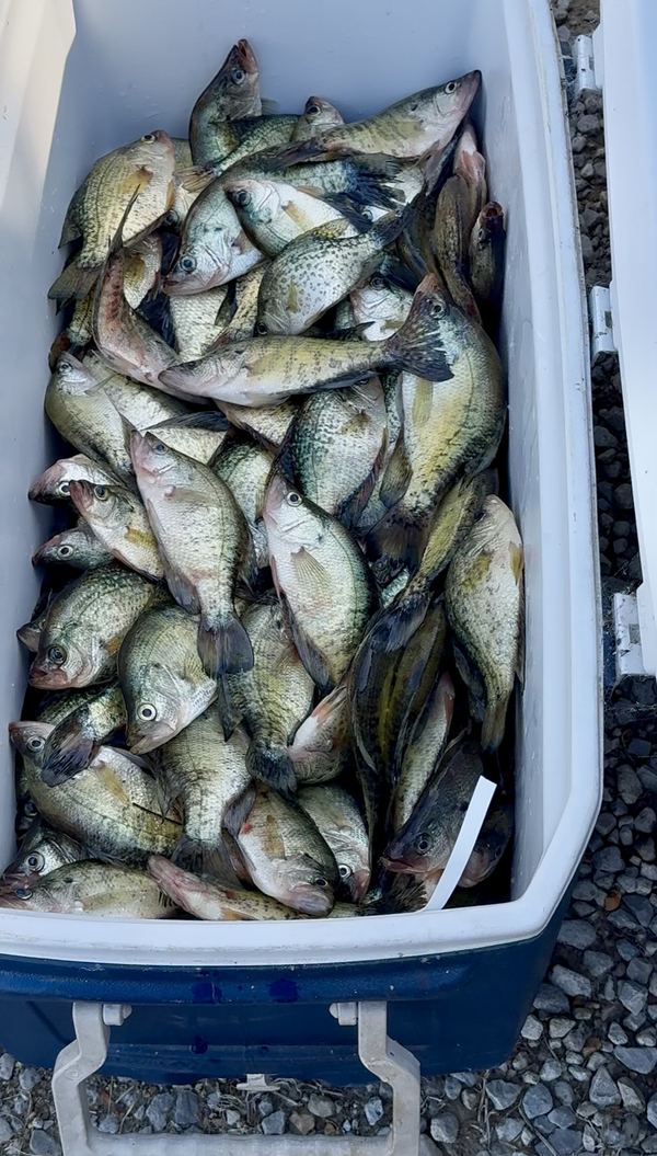 A cooler packed full of crappie
