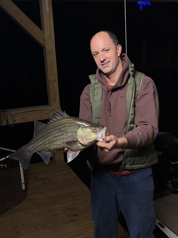 An angler at night on a wooden dock holding up a big striped bass